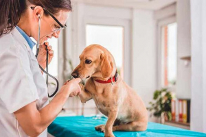 Dog tachykardia - co ważne jest wiedzieć?